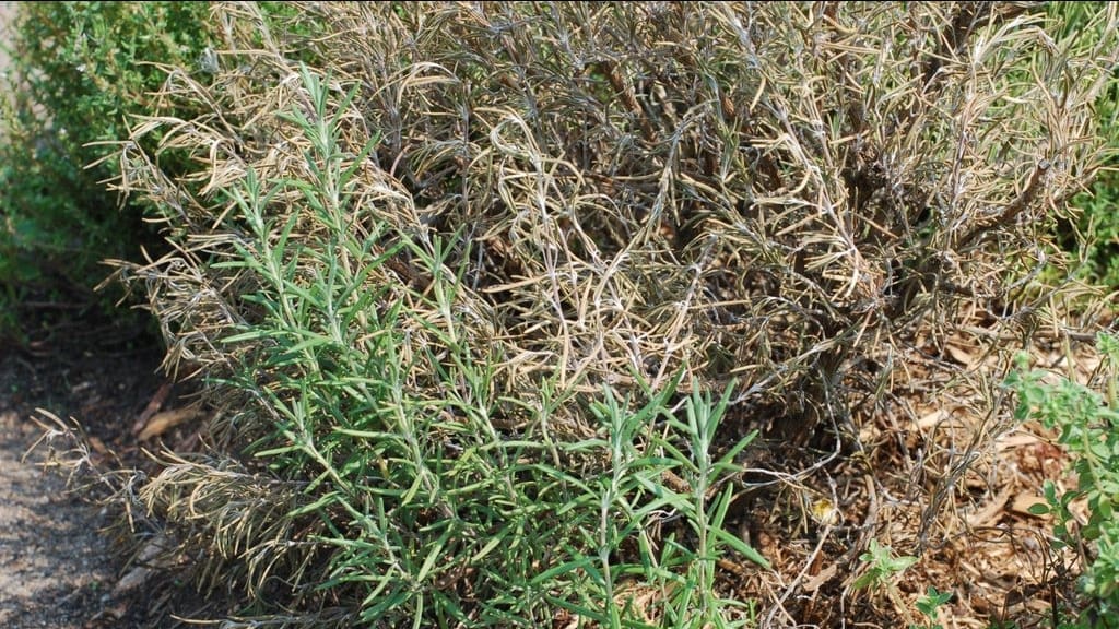 dry interior of a rosemary plant