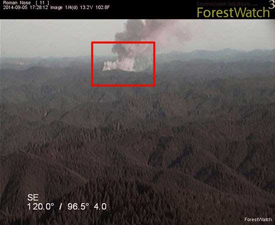 forestwatch camera image sample