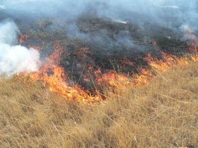 grass fire