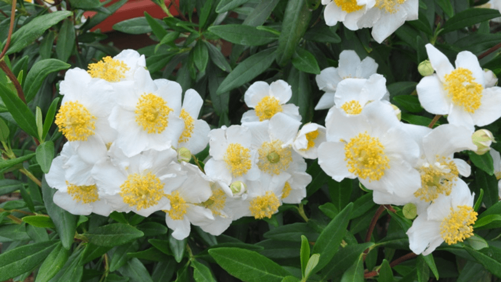 bush anemone