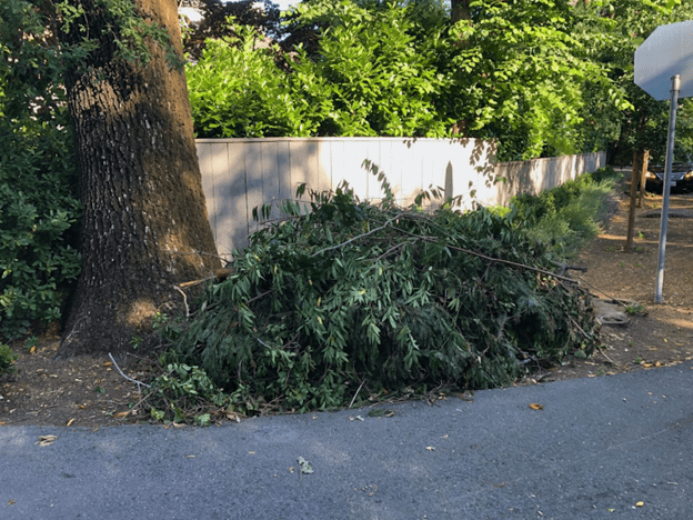 pile of branches on the side of the road