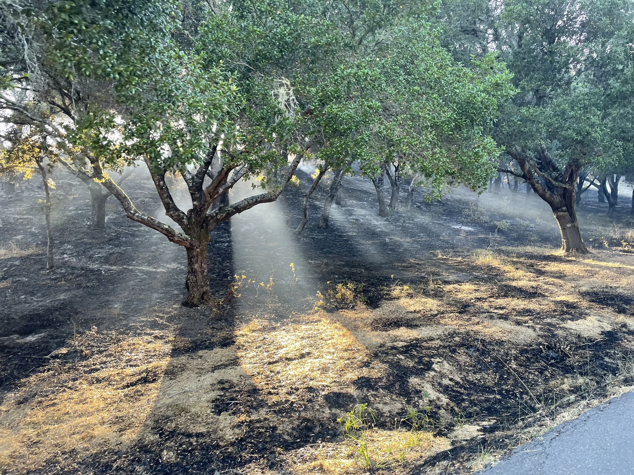 Summer Prescribed Burns Help Boost Resilience