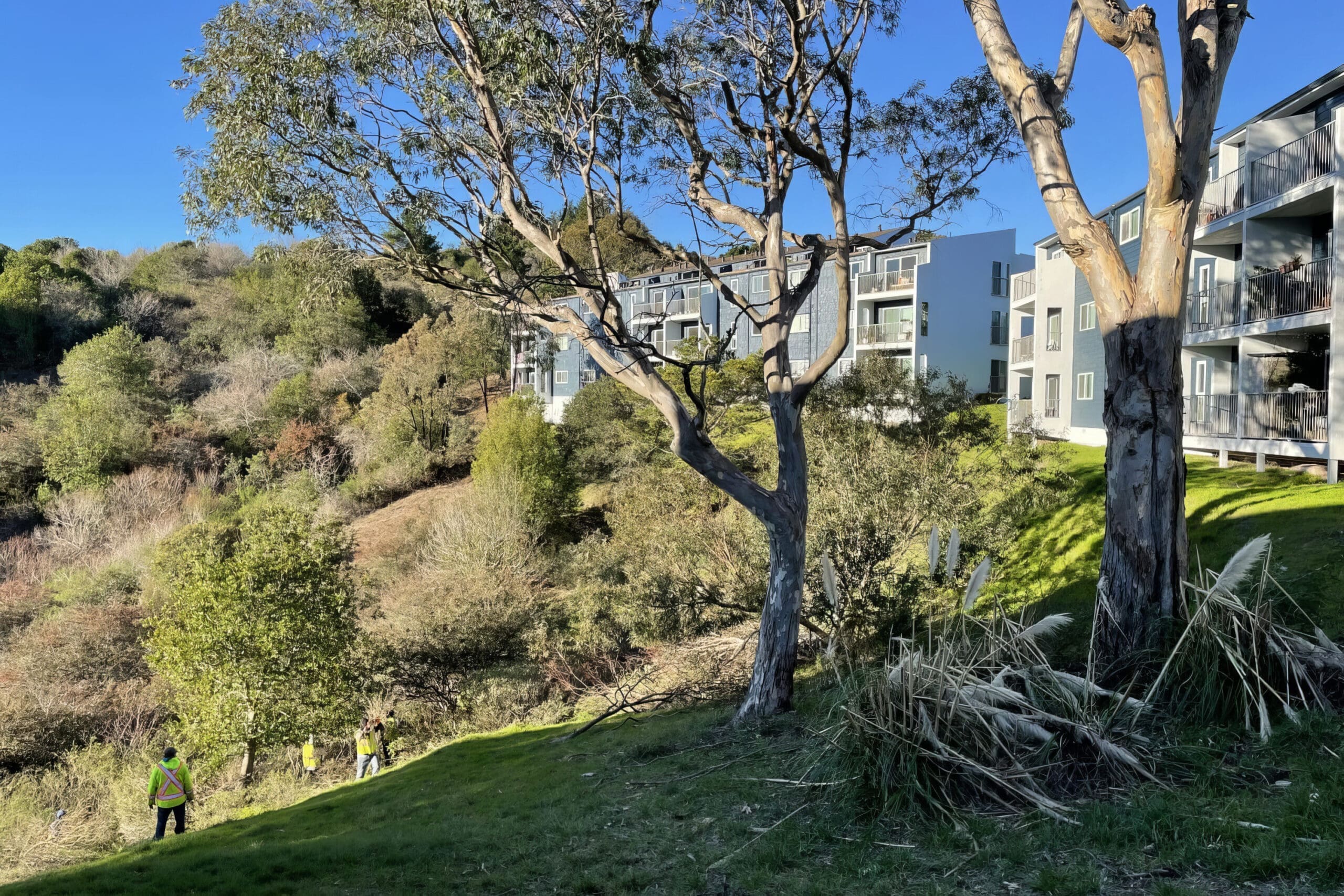 trees outside apartment complex