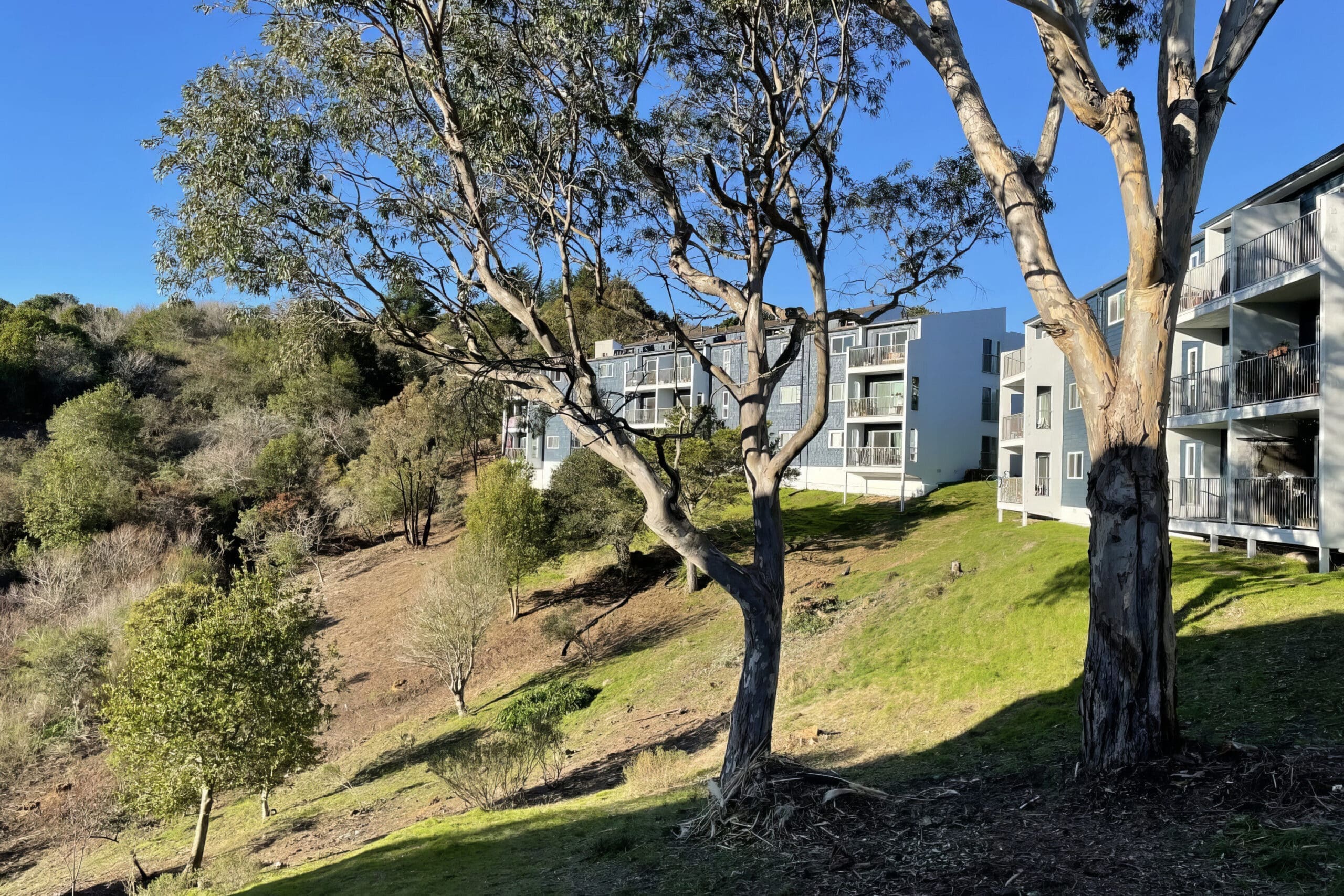 trees outside apartment complex