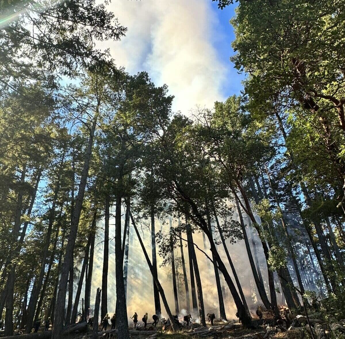 Controlled pile burn in a forested area