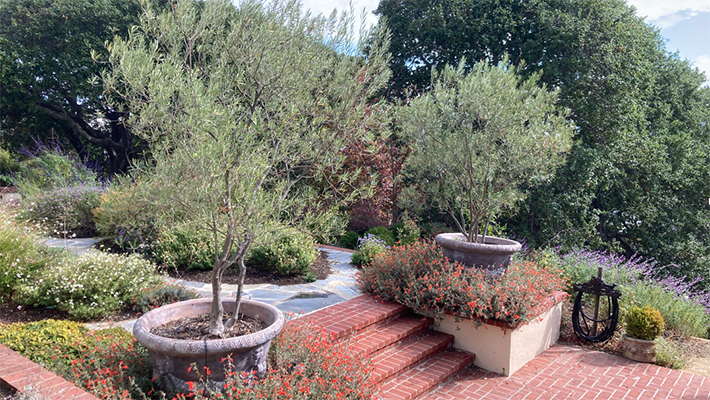 Plan Your Fire-smart Landscape