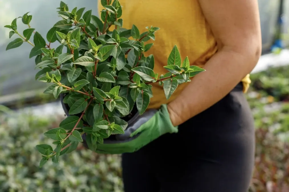 woman holding plant