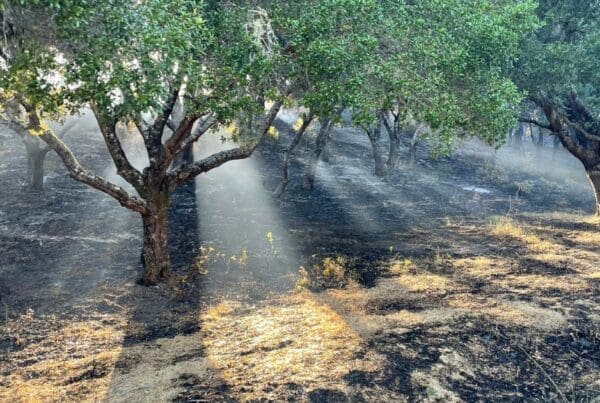 Burned hillside with several trees still standing. The sunlight is filtering through the branches.