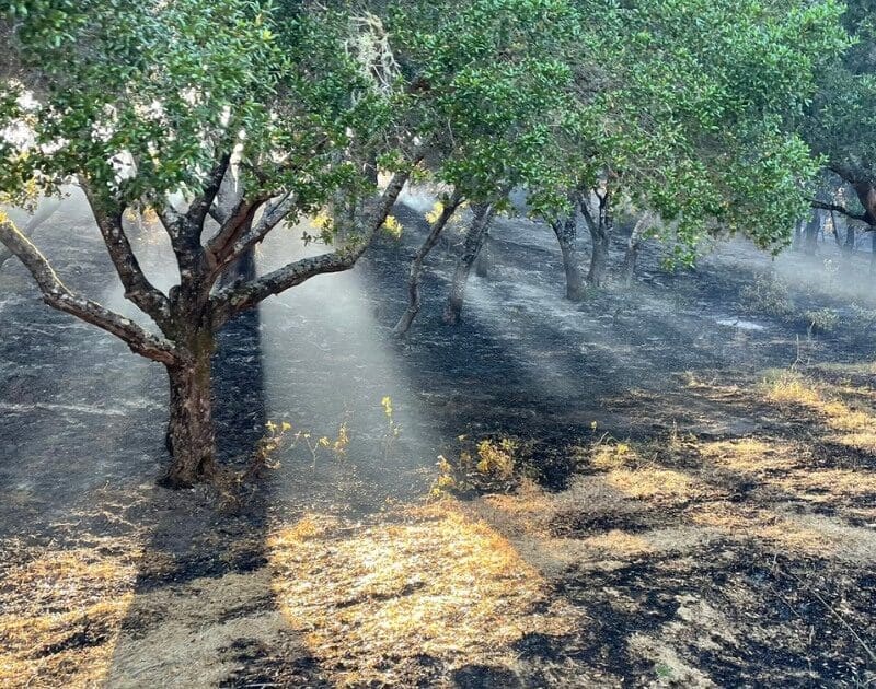 Burned hillside with several trees still standing. The sunlight is filtering through the branches.