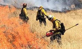Firefighters burning tall dry grass on a hillside.