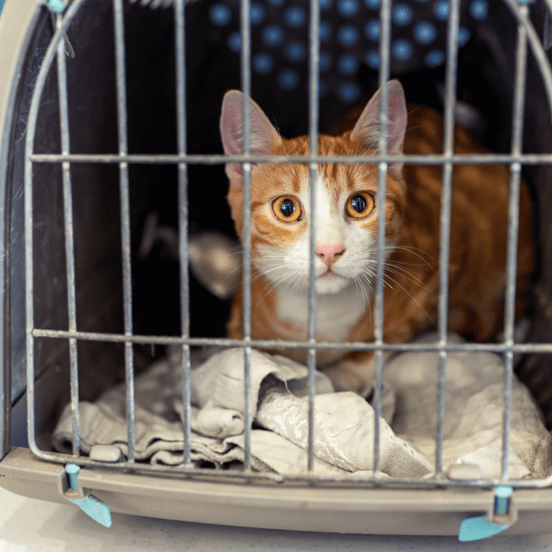 Cat in crate