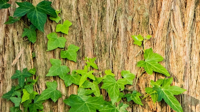 ivy growing up a tree