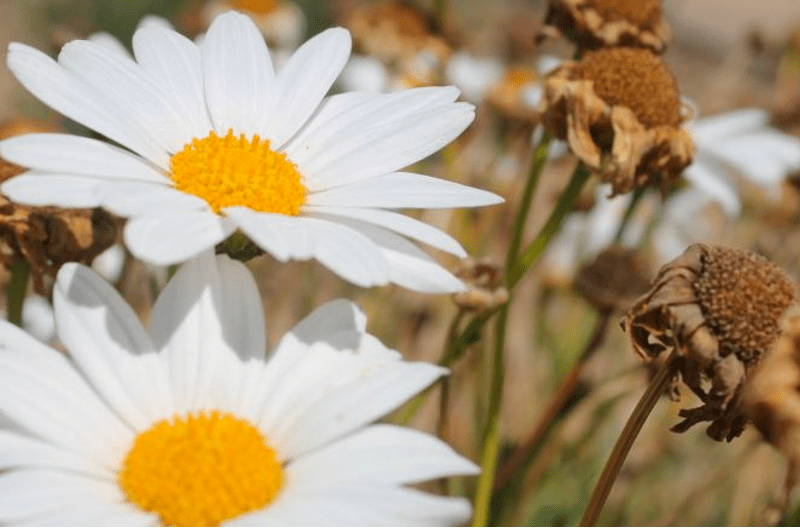 two daisy flowers with dead headed flowers in background