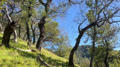 The Power of Shaded Fuel Breaks