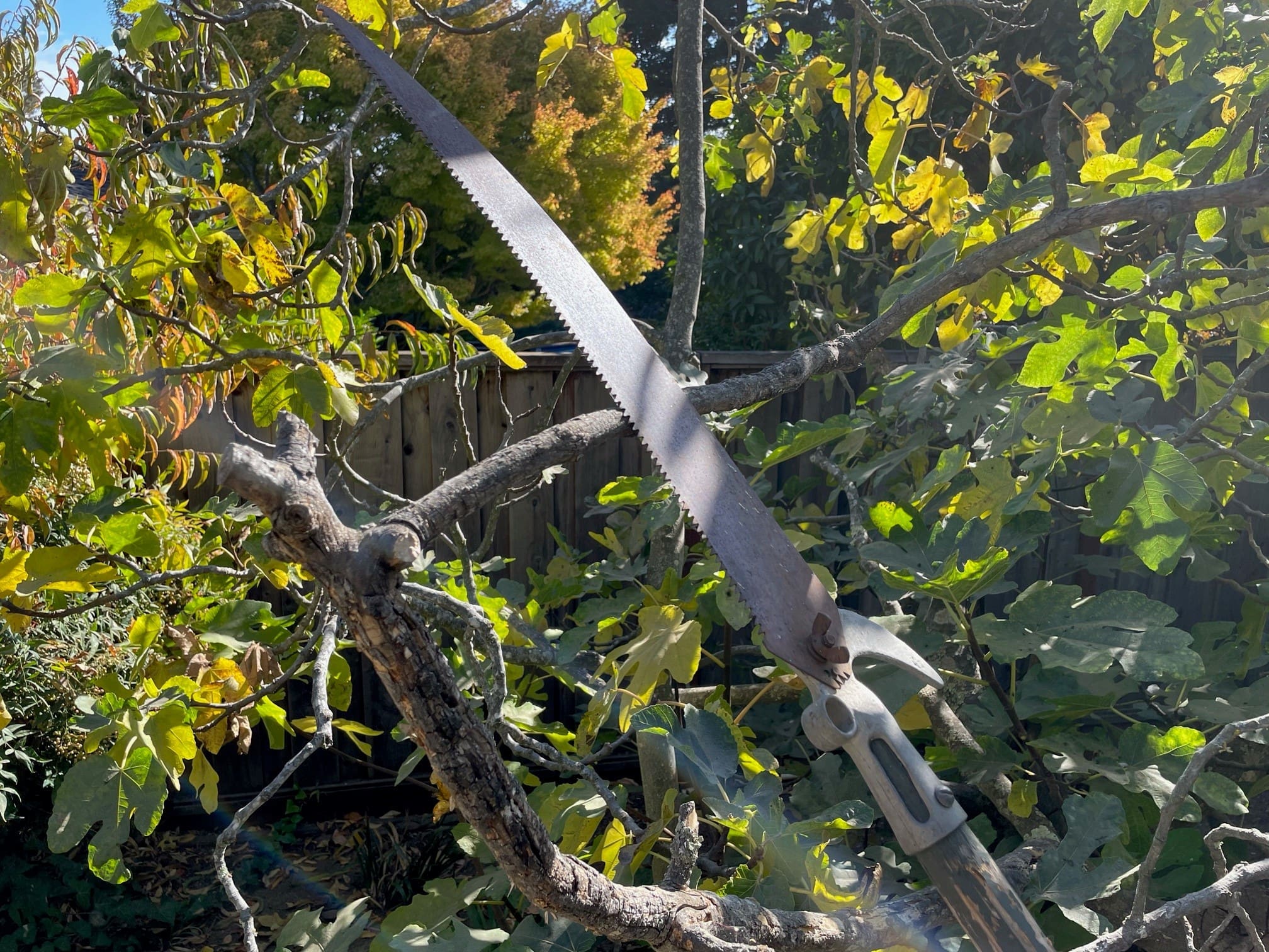 UC Master Gardener pruning pix Jan