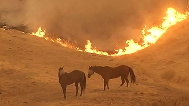 876856_072315-kgo-LB-fire-cows-fire-fb2.jpg