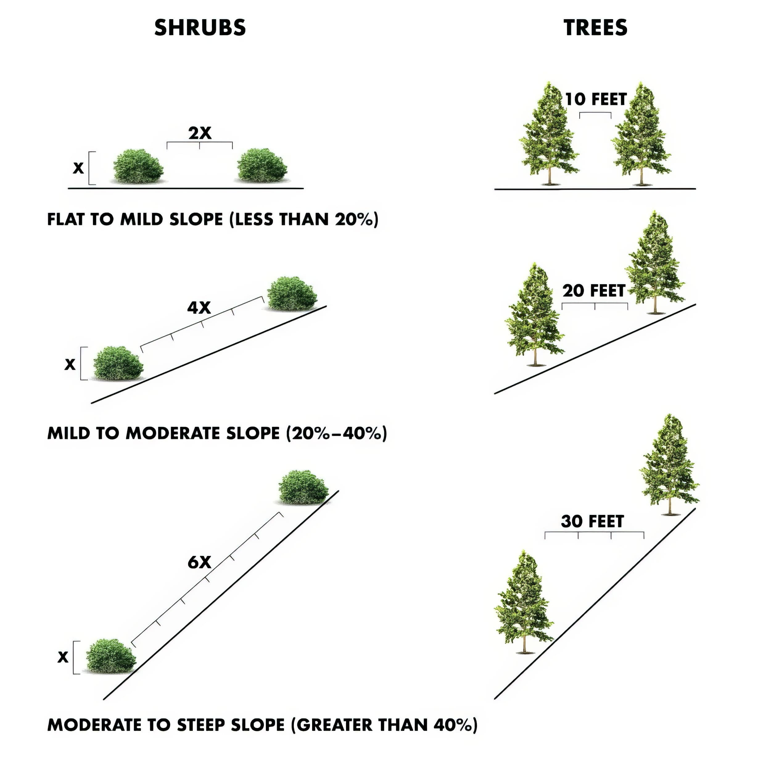 shrub and tree spacing