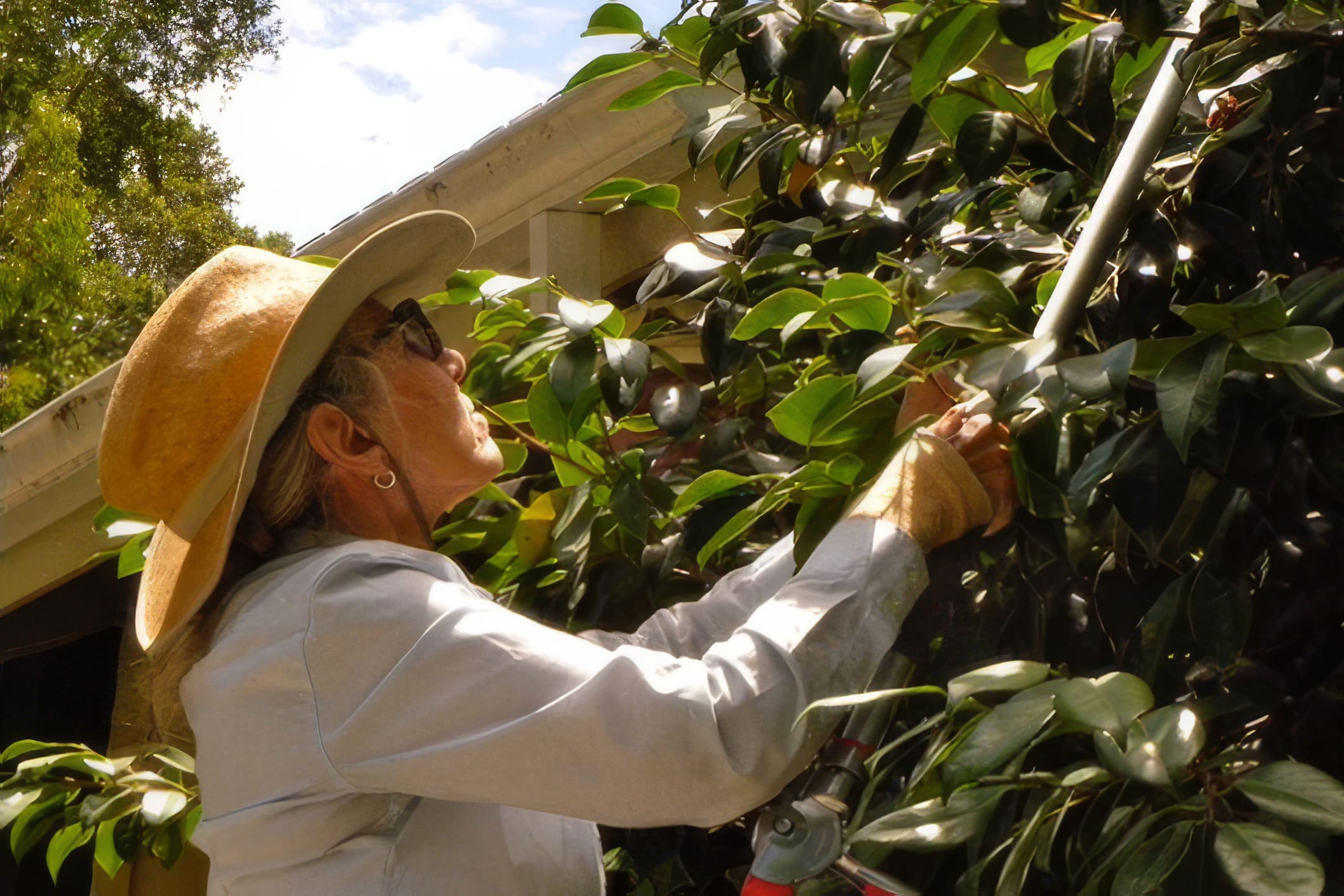 woman cutting tree leaves