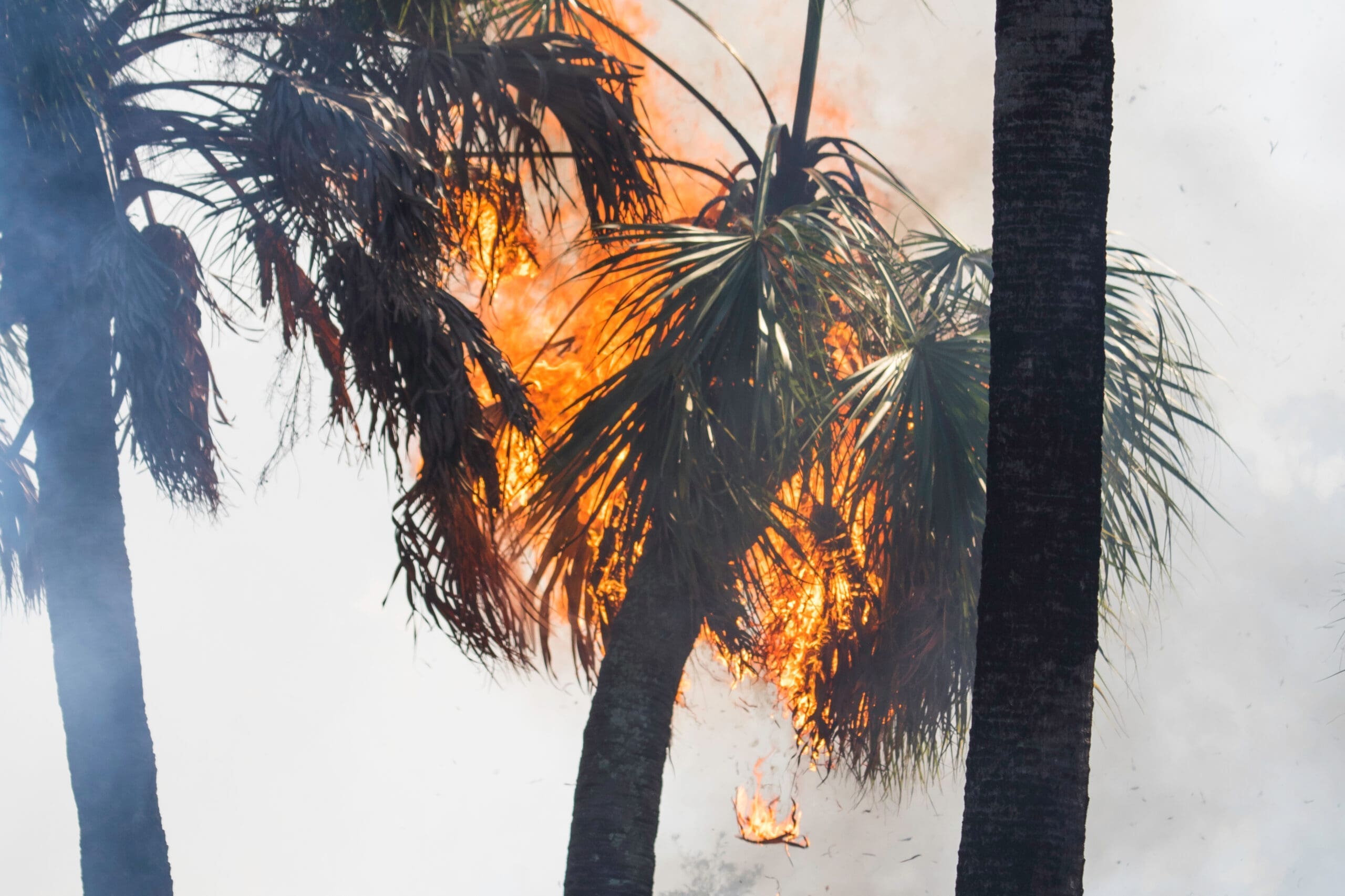 A,Palm,Tree,Engulfed,In,Flames,As,Fallen,Fronds,Start