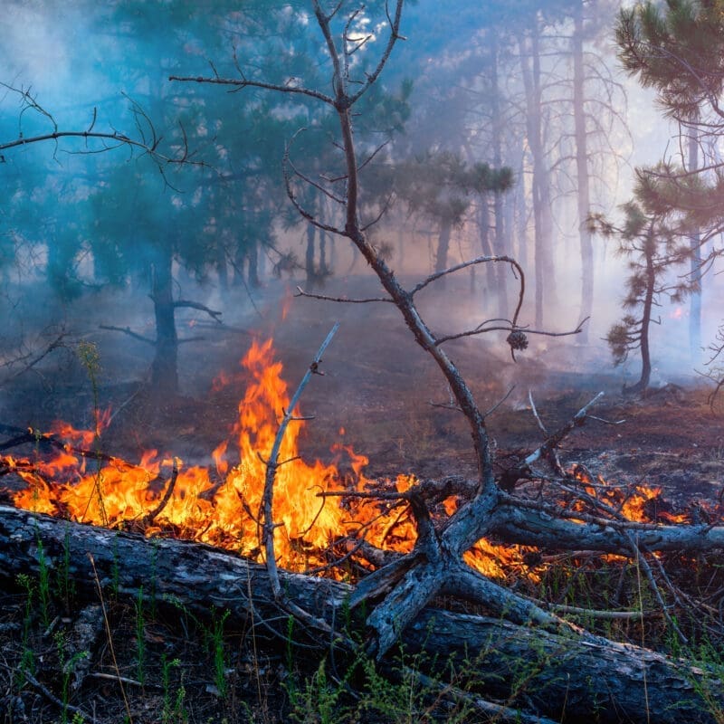 Forest,Fire.,Fallen,Tree,Is,Burned,To,The,Ground,A