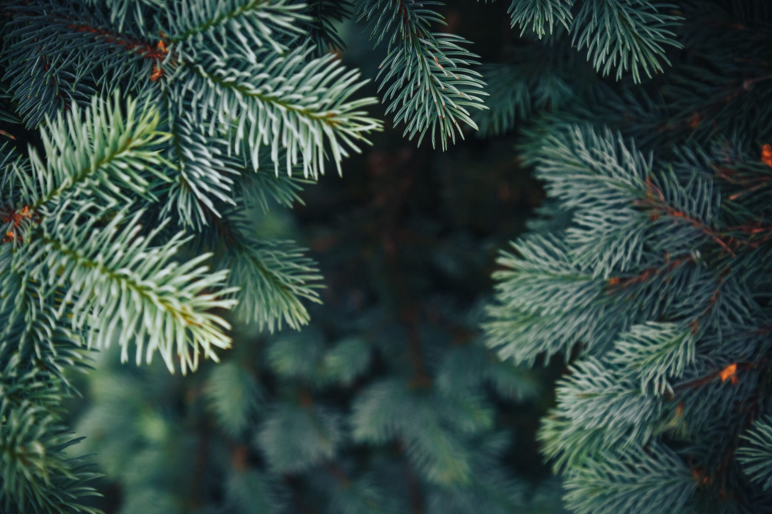 Fir,Tree,Brunch,Close,Up.,Shallow,Focus.,Fluffy,Fir,Tree