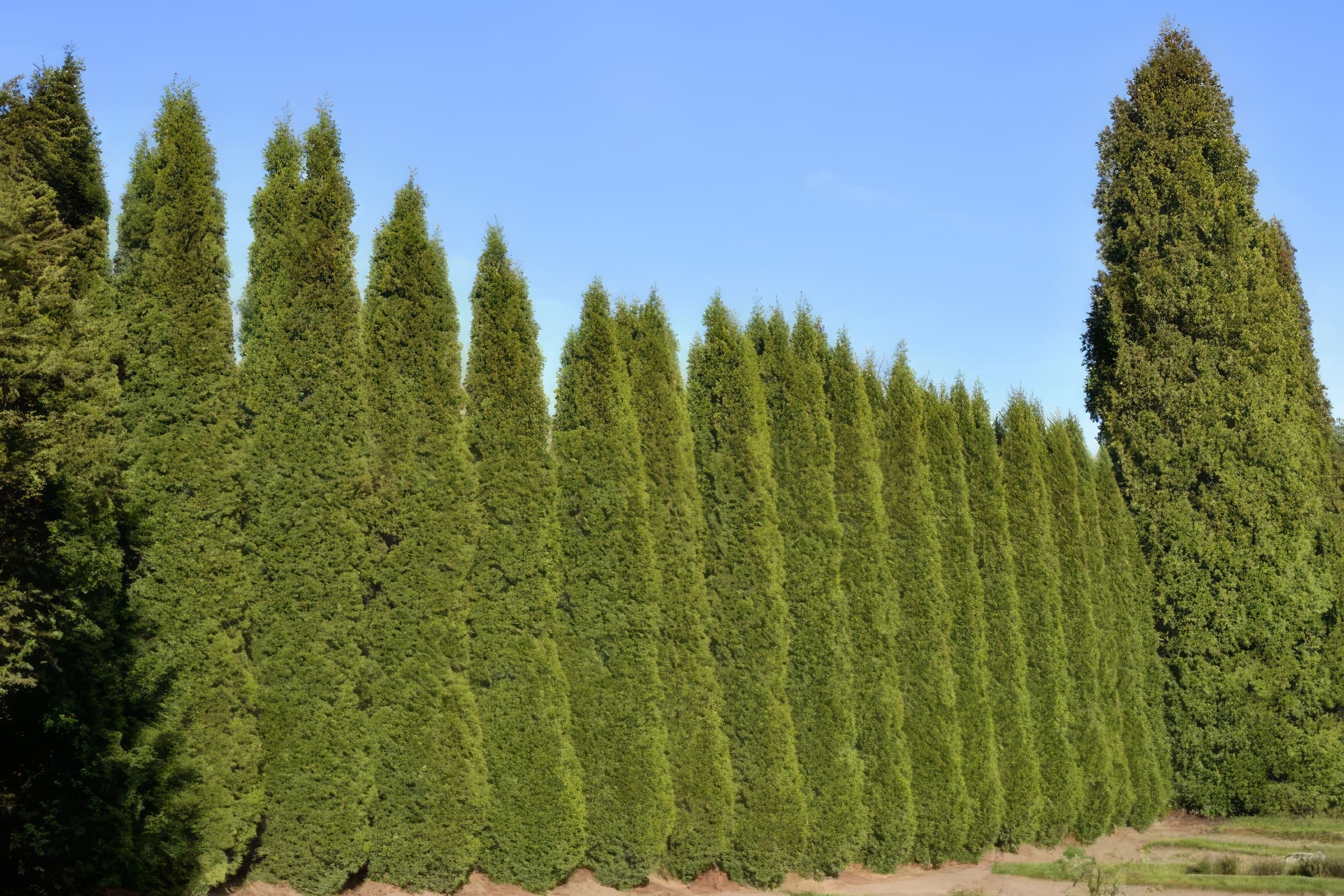 italian cypress